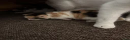 Mixed Breed cats for sale: Three calico kittens  - Advert 4
