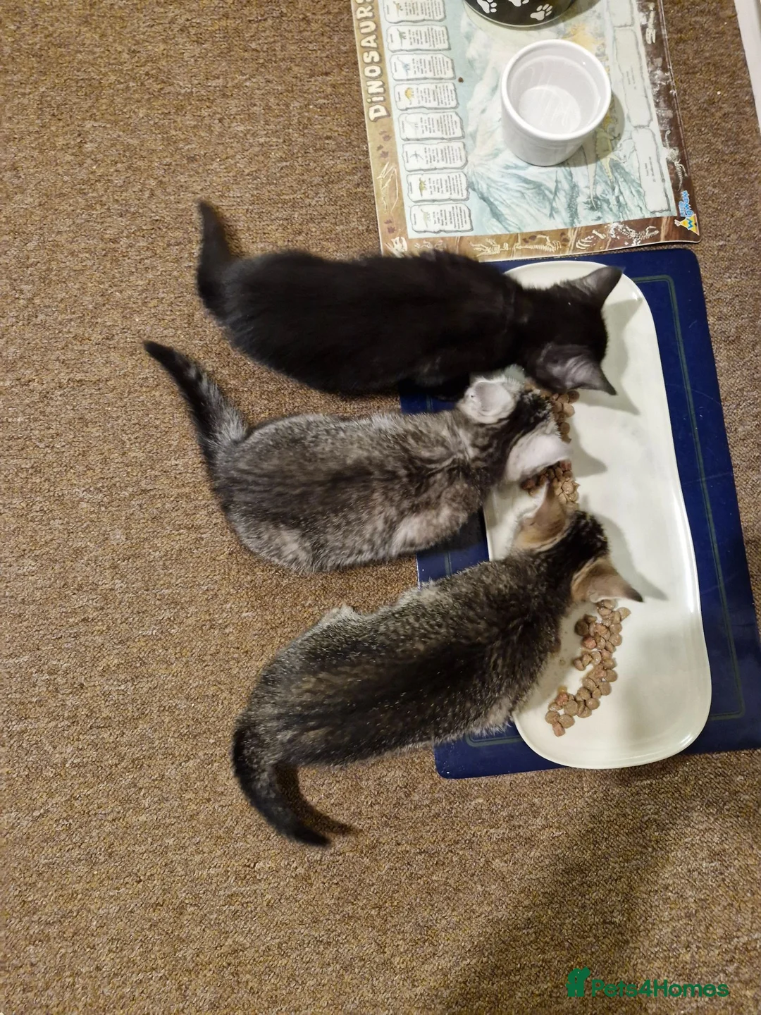 British Shorthair cats for sale: CUTE KITTENS in Poole - Advert 2