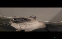 Mixed Breed cats for sale: Two ginger boys and one Flame point - Image 18