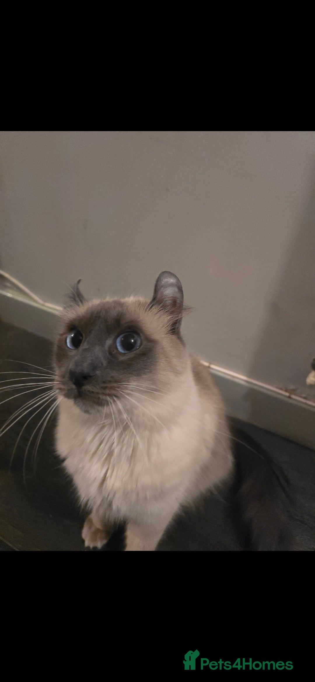 Mixed Breed cats for sale: Two ginger boys and one Flame point - Image 18