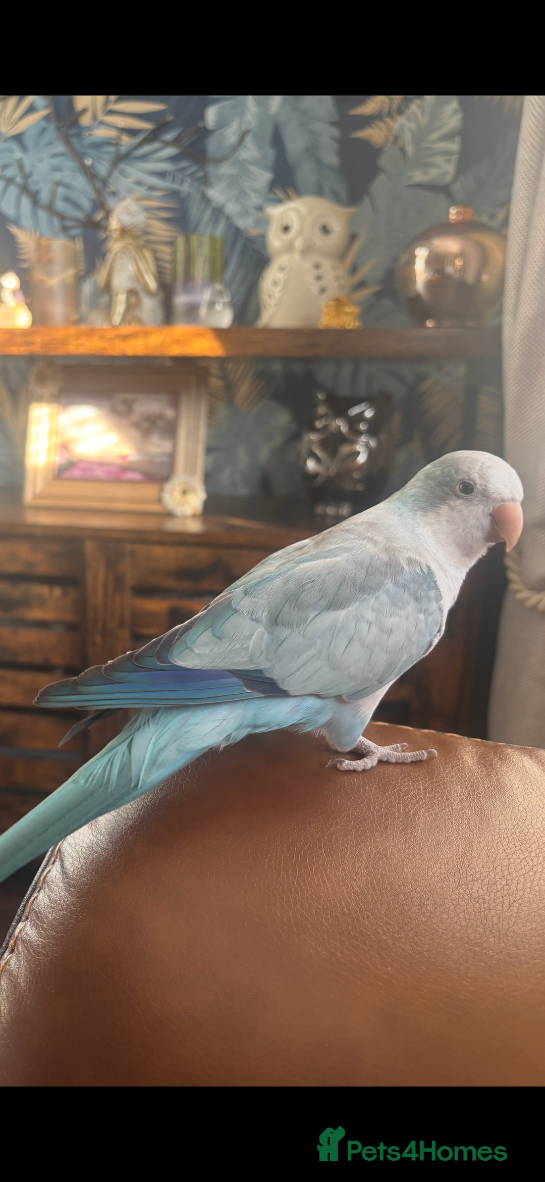Parrots birds for sale: Beautiful Quaker parrot  - Image 5