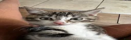 Domestic Shorthair cats for sale: Beautiful Tabby Girl Seeking Her Forever Home 🐾 - Advert 8