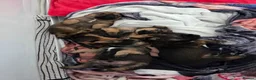 Border Terrier dogs for sale: Beautiful Borer/borderlakeland puppies - Advert 14