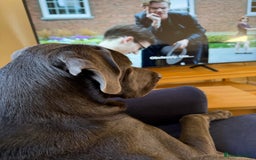 Great Dane dogs for sale: Beautiful Great Dane puppy looking for a home - Advert 3