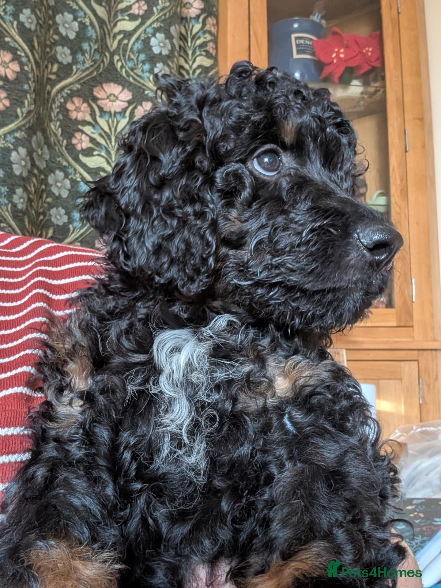 Mixed Breed dogs Rottweiler / Rottidoodle puppies - Advert 1