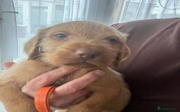 Hungarian Vizsla dogs for sale: KC Hungarian Wirehaired Vizsla Puppies  - Image 8