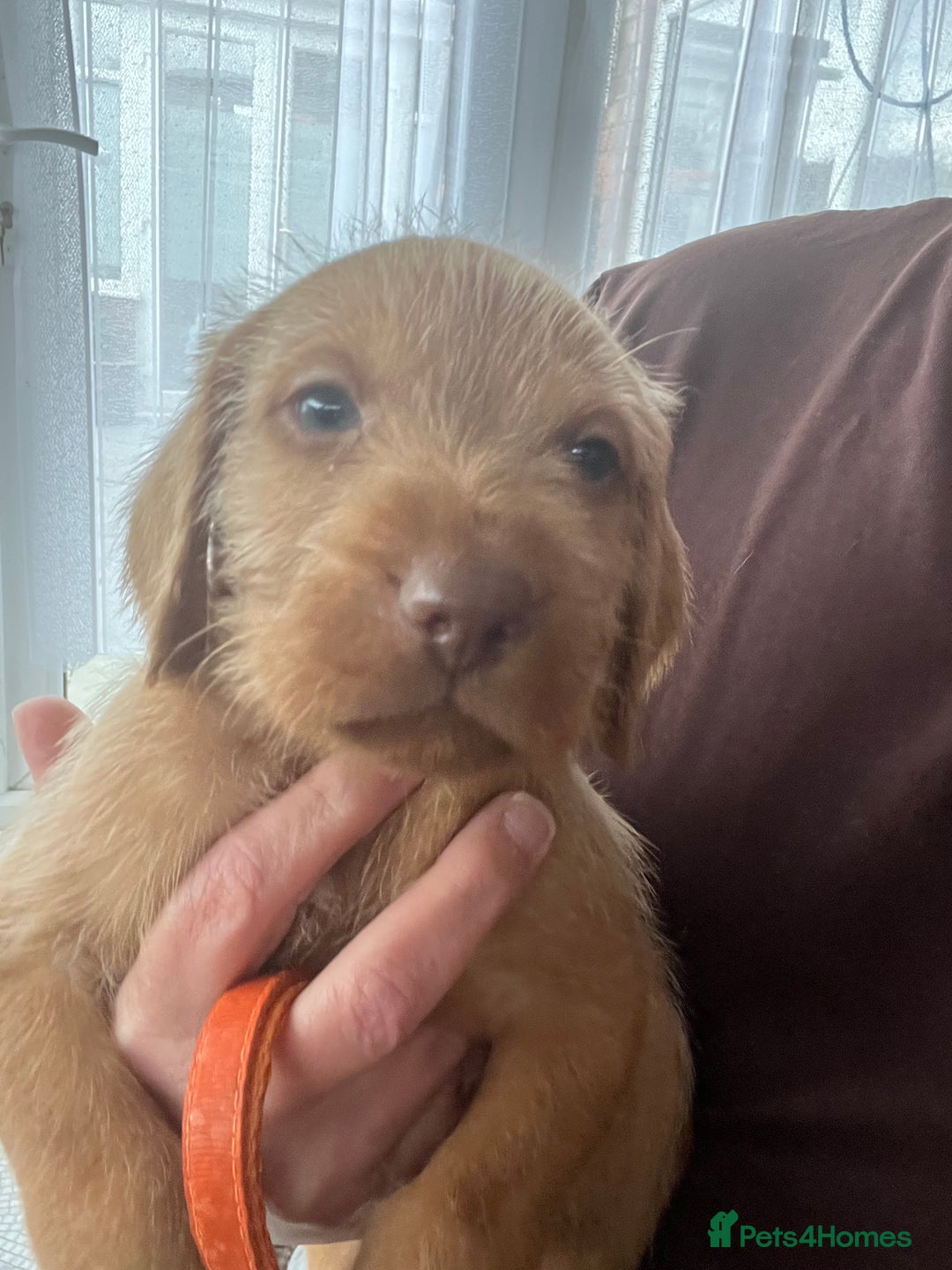 Hungarian Vizsla dogs for sale: KC Hungarian Wirehaired Vizsla Puppies  - Image 8