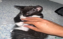 Mixed Breed cats for sale: 2 Kittens - Image 13
