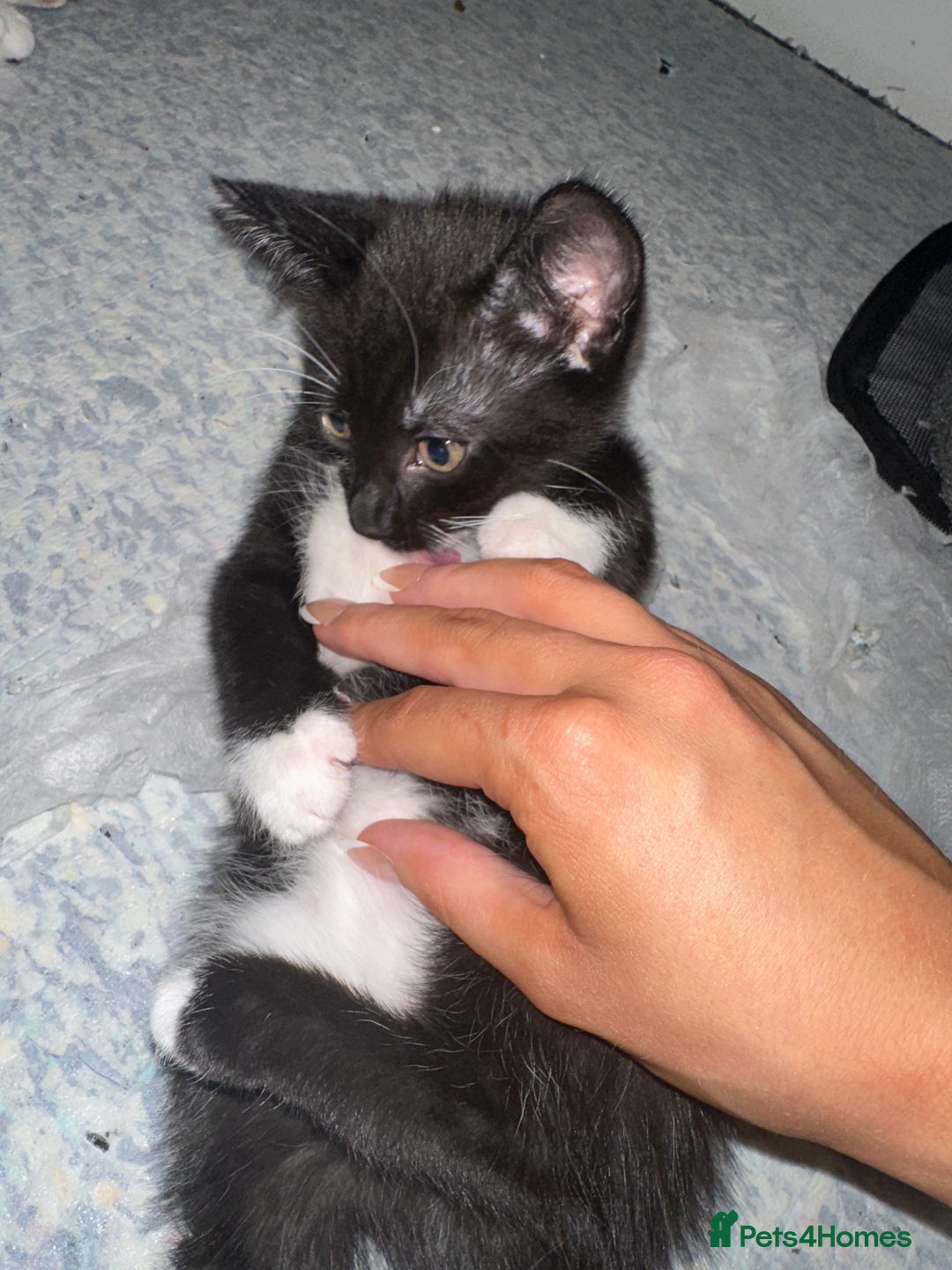 Mixed Breed cats for sale: 2 Kittens - Image 13