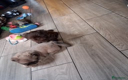 Shih Tzu dogs for sale: Imperial shishi shih tzu - Image 23