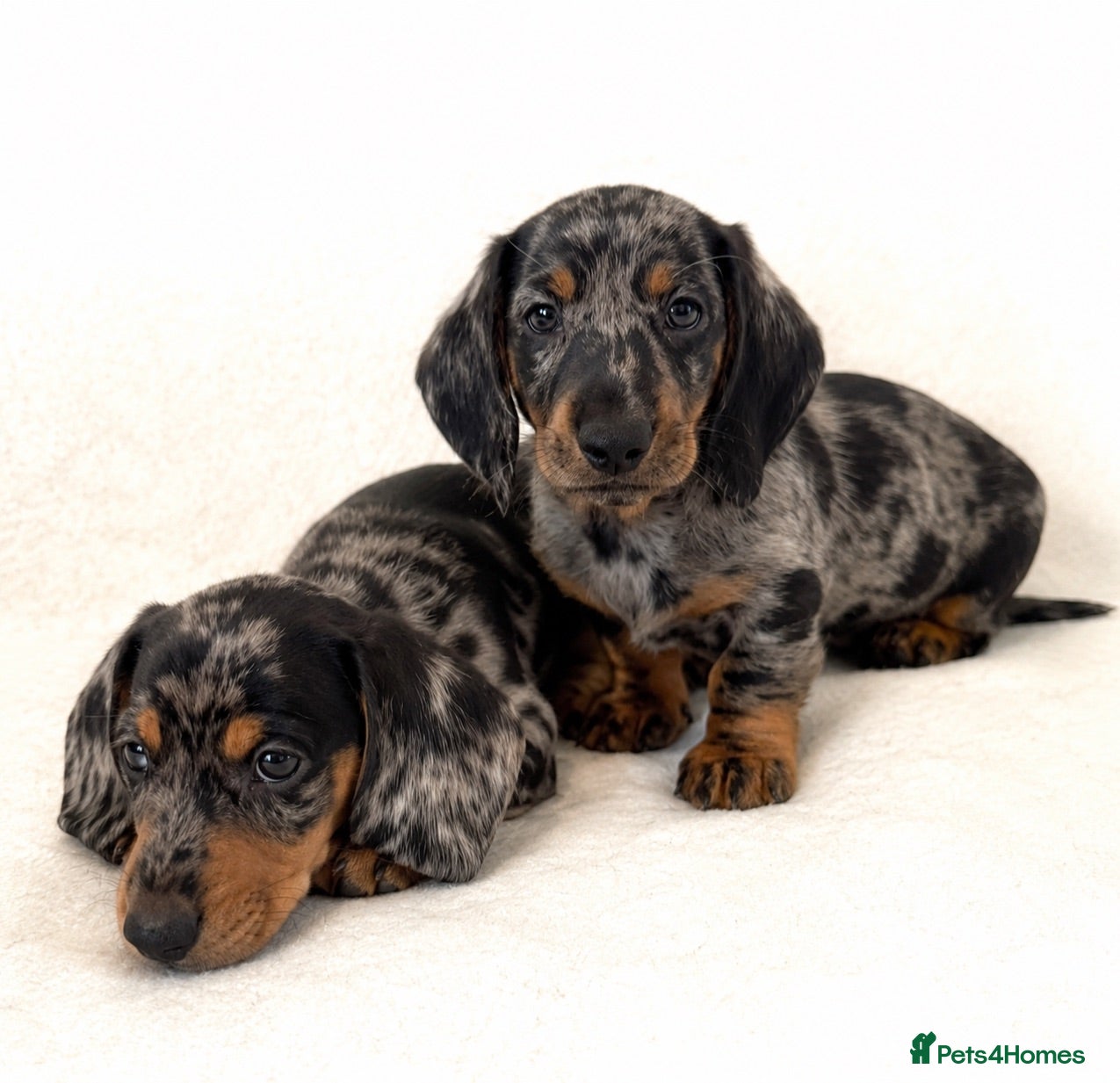 Miniature Dachshund dogs Mini dachshund pupies KC reg DNA tested parents - Advert 2