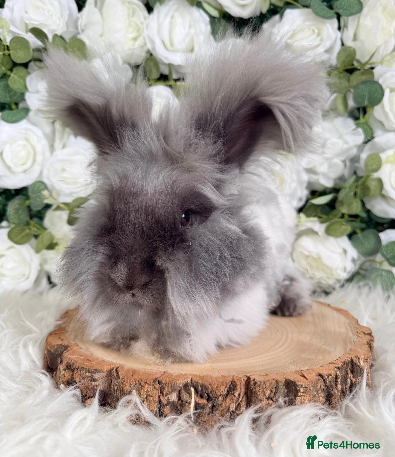 Angora rabbits Vaccinated Angoras ~ Ready Now - Advert 10