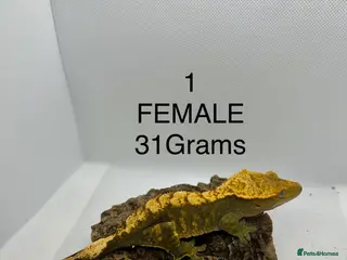 Gecko reptiles MALE + FEMALE CRESTED GECKOS - Advert 7