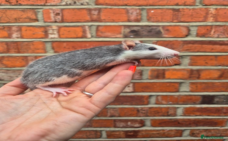 Rat rodents - Advert 1