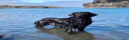 Flat coated Retriever dogs for sale: Long awaited Flatcoat litter.  - Advert 4