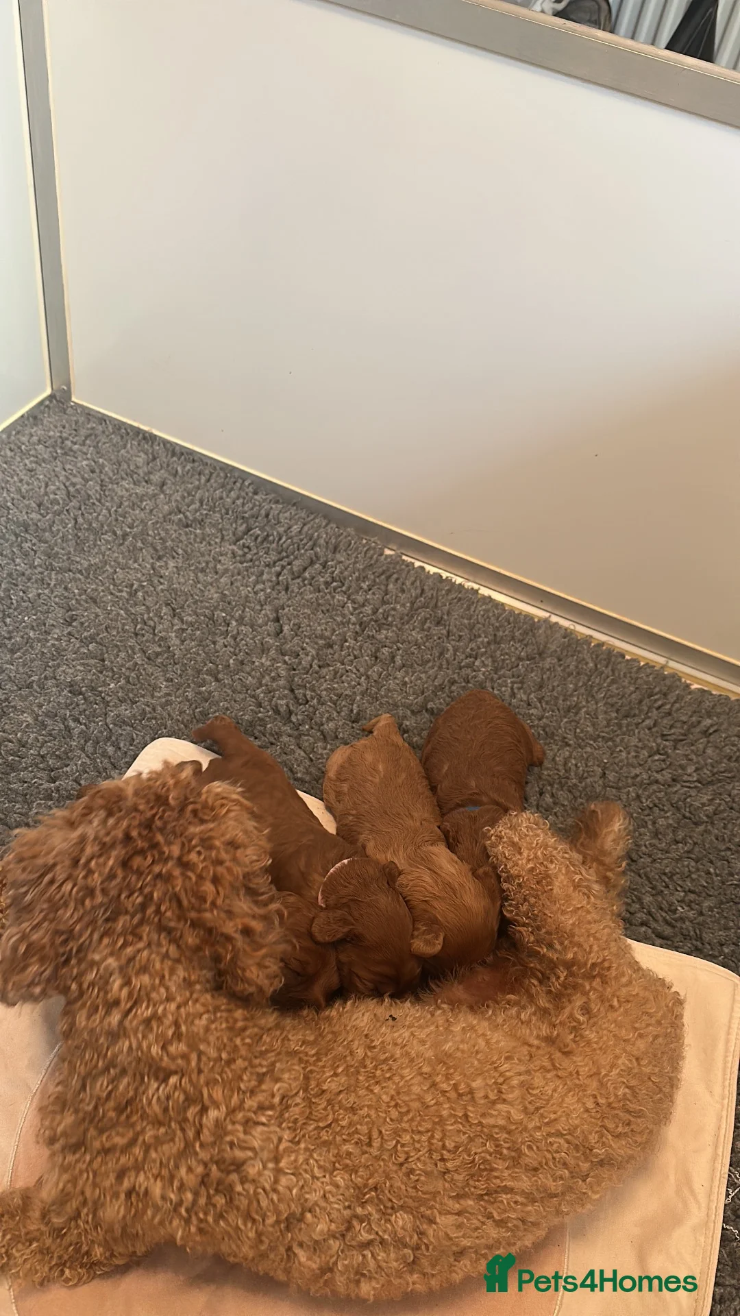 Mixed Breed dogs for sale: Beautiful Red Cavapoo Puppies  - Advert 5