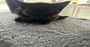 Mixed Breed cats - Advert 2