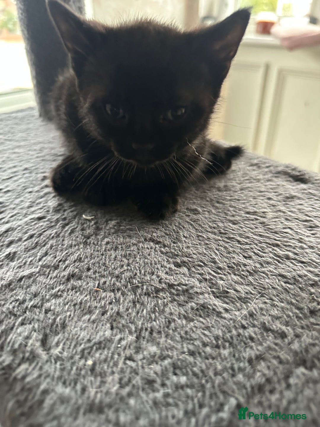 Mixed Breed cats for sale: 5 kittens for sale - Image 3