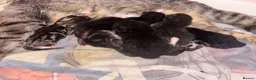 Mixed Breed cats for sale: Litter of 7 kittens  - Advert 13