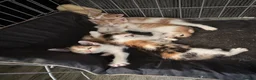 Domestic Shorthair cats for sale: Lovely kittens  - Advert 13