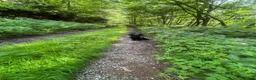 Cocker Spaniel dogs for sale: Cocker spaniel part trained for sale.  - Advert 12