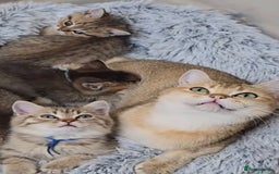 British Shorthair cats for sale: Golden Tabby - 10 weeks old (S I M B A) - Image 3
