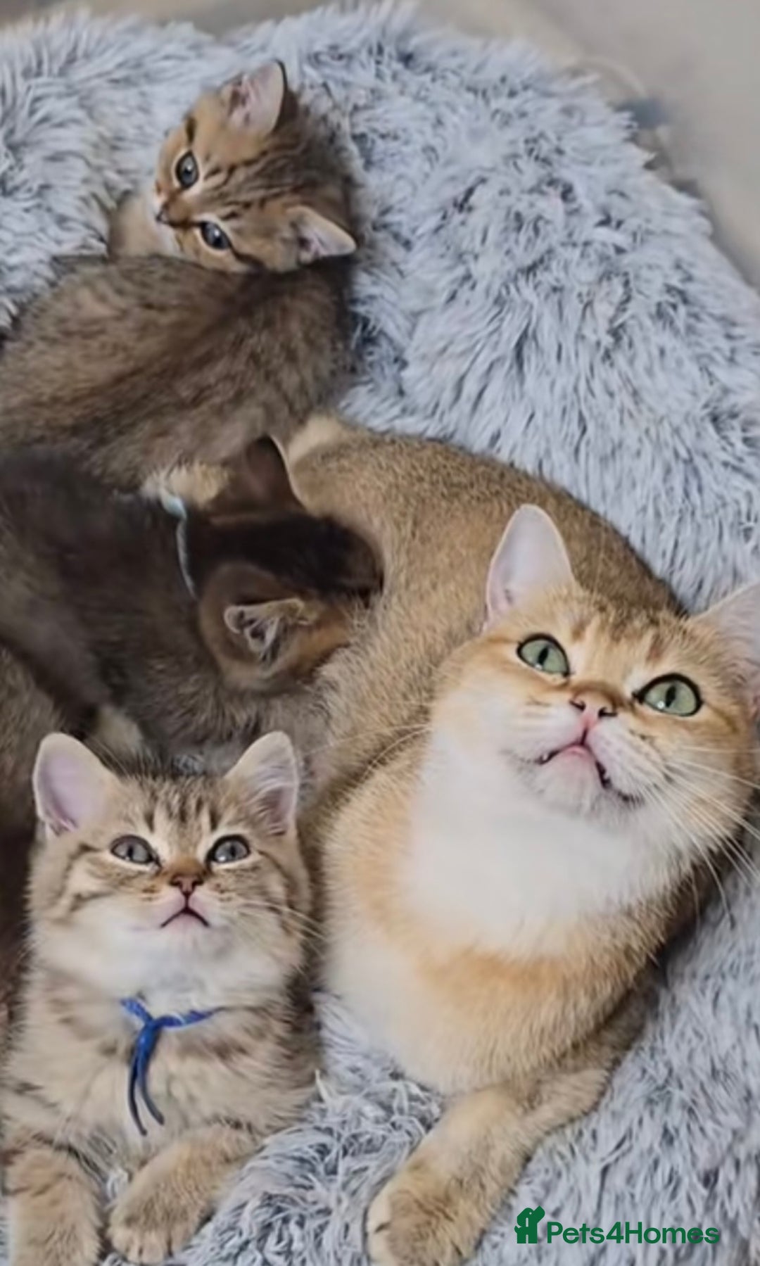 British Shorthair cats for sale: Golden Tabby - 10 weeks old (S I M B A) - Image 3