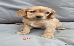 Cavapoo dogs for sale: Beautiful f1b cavapoo puppies  - Image 4