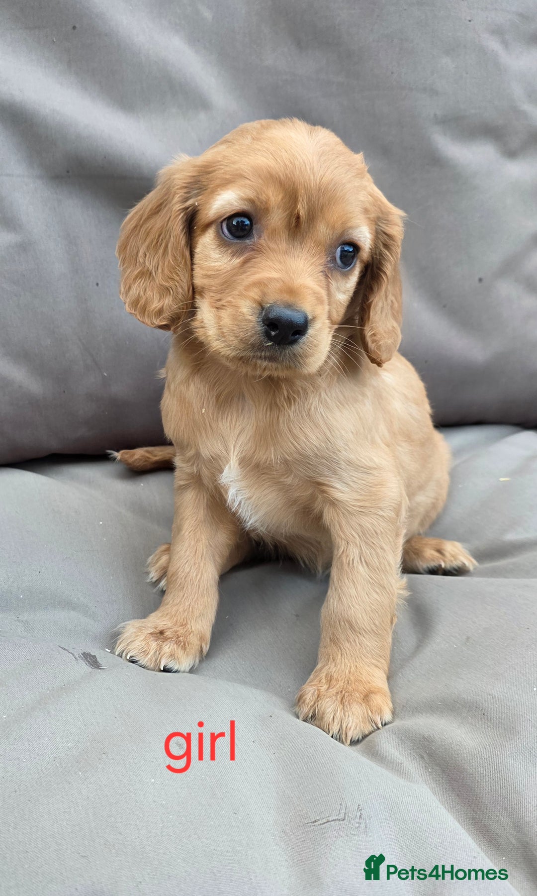Cavapoo dogs for sale: Beautiful f1b cavapoo puppies  - Image 4