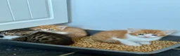 Mixed Breed cats for sale: Cute mixed breed kittens  - Advert 4