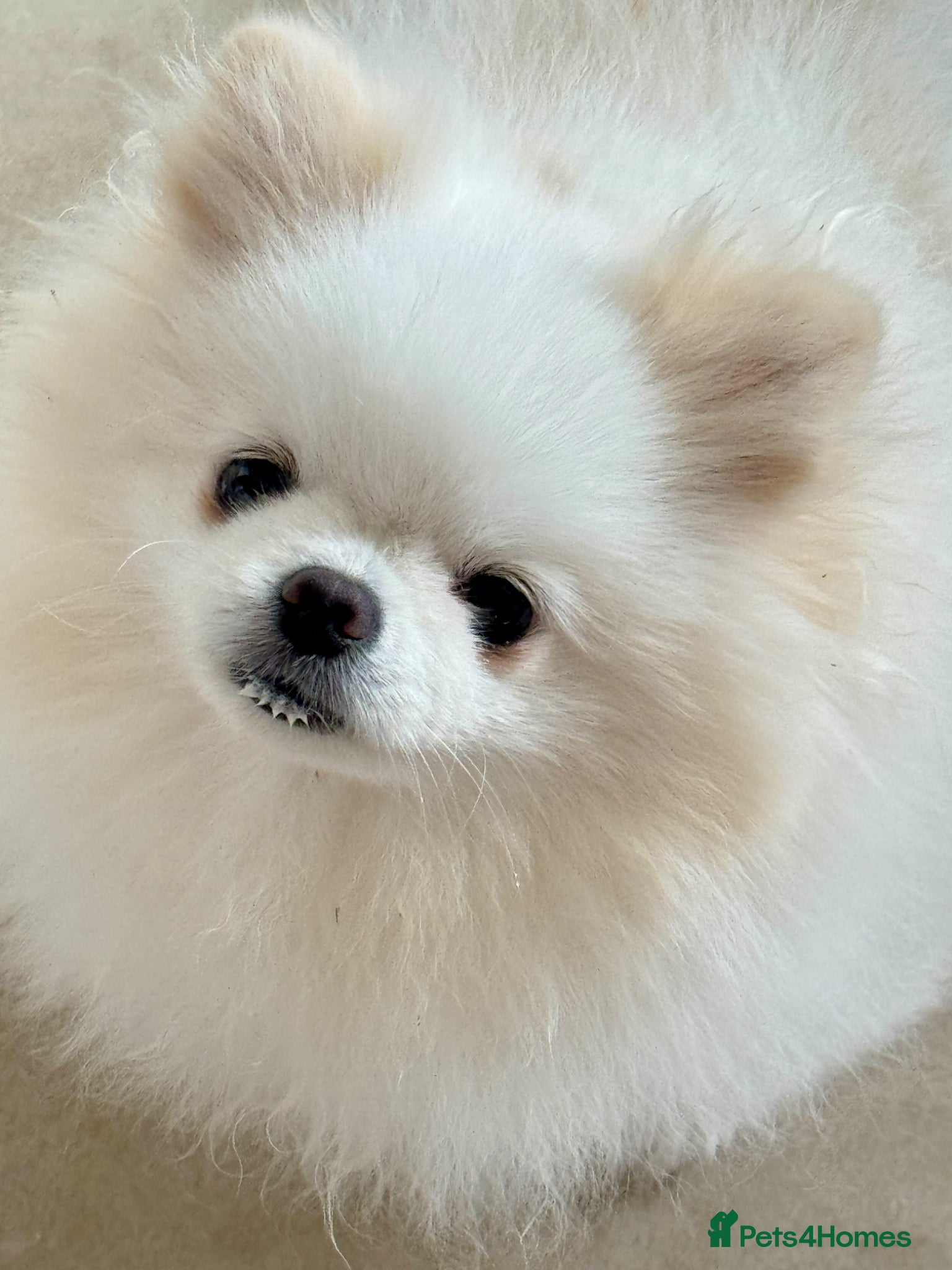 Pomeranian dogs *Stunning KC pure white boy from KC parents* - Advert 1