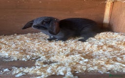 Mini Lop rabbits for sale: 2 beautiful baby mini lops for sale  - Image 6