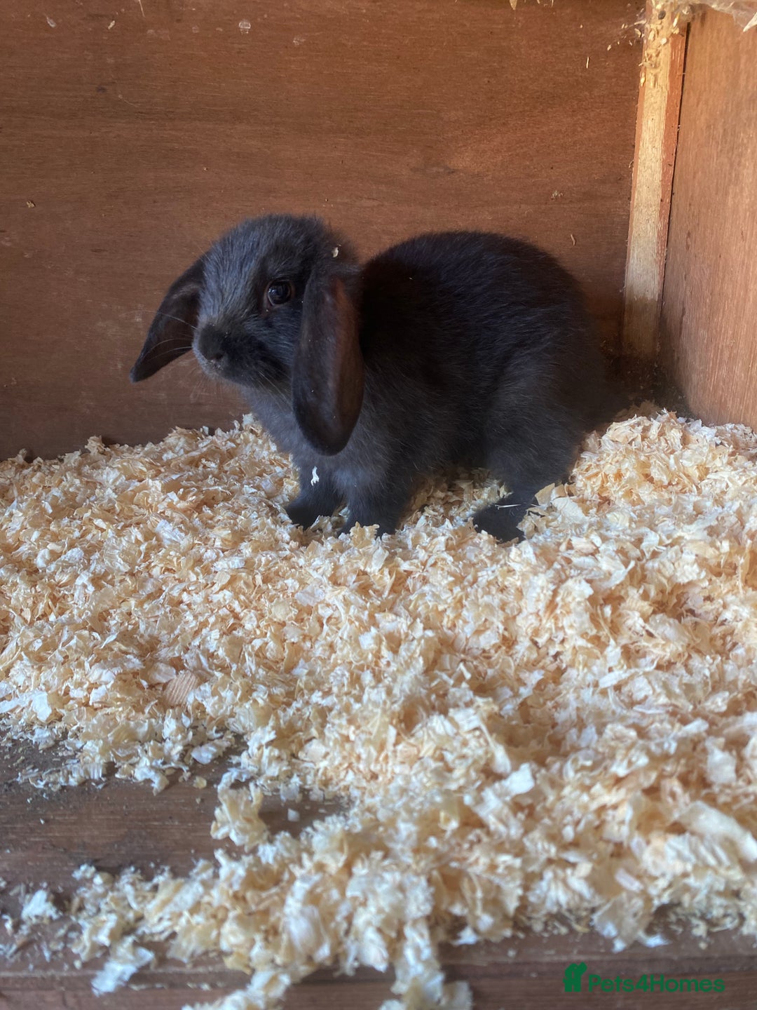 Mini Lop rabbits for sale: 2 beautiful baby mini lops for sale  - Image 6