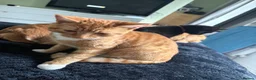Mixed Breed cats for sale: Needs refining asap  - Advert 6