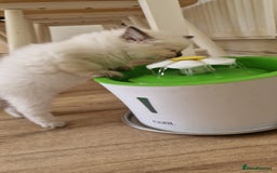 Ragdoll cats for sale: 🐾Last  Girl - Genetically clear 🐾 - Image 15
