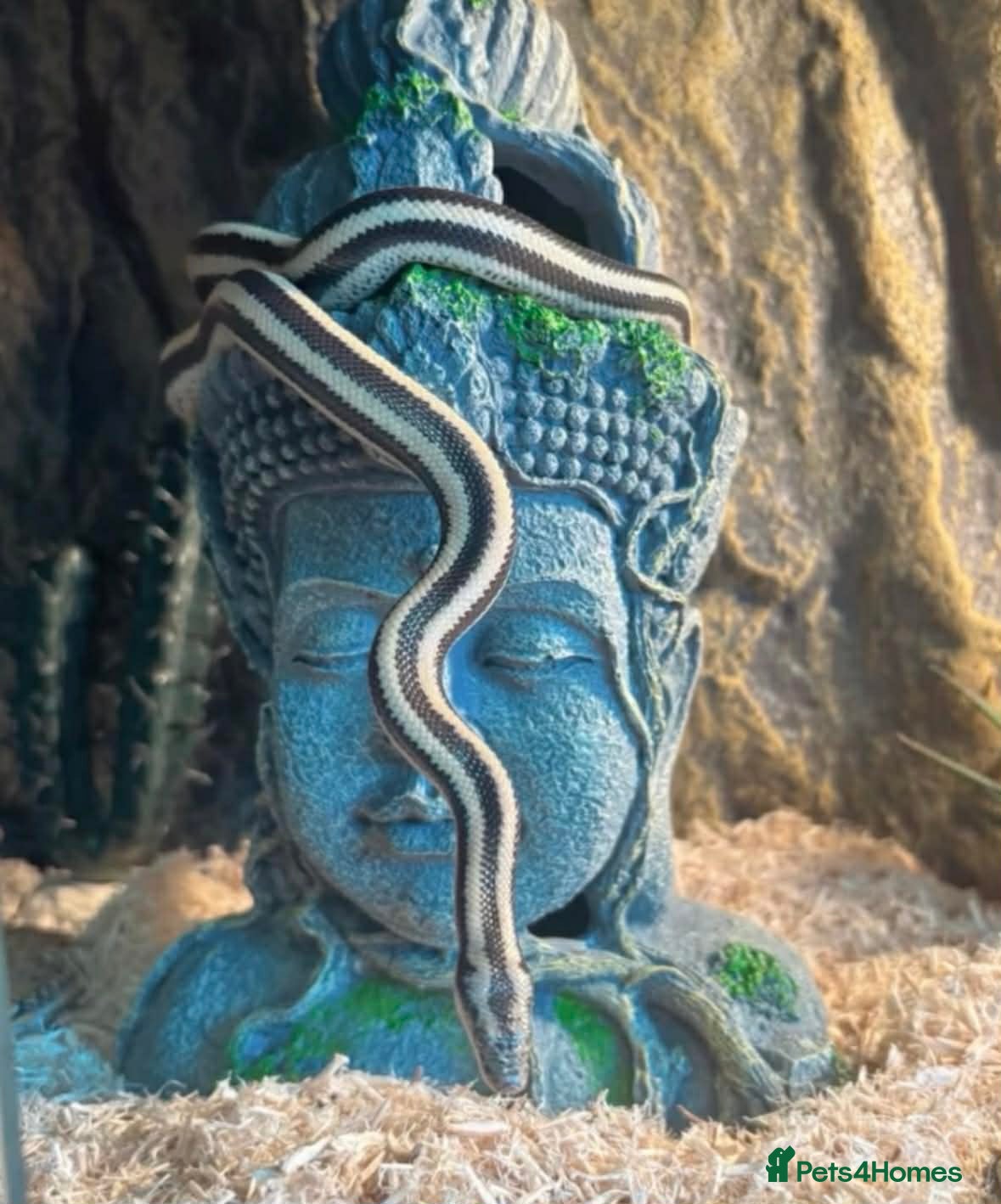 Boa Snake reptiles Mexican Rosy Boa  - Advert 1