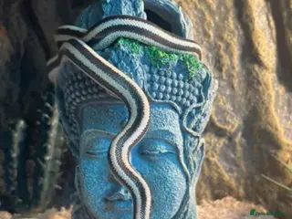 Boa Snake reptiles Mexican Rosy Boa - Advert 8