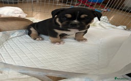 Old Tyme Bulldog dogs for sale: Old Tyme Bulldog puppies for sale - Image 10