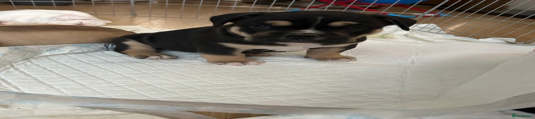 Black boy Puppy 2