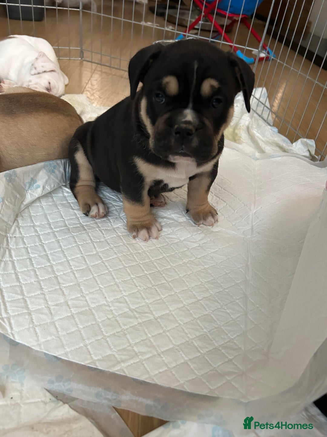 Old Tyme Bulldog dogs for sale: Old Tyme Bulldog puppies for sale - Image 10