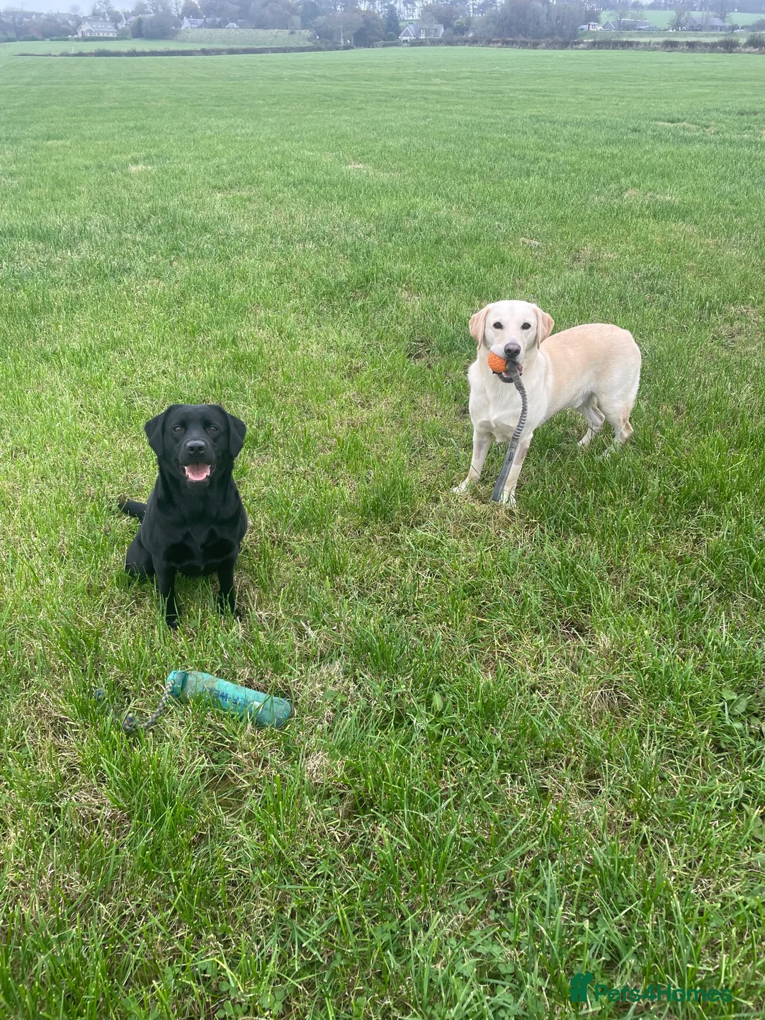 Labrador Retriever dogs for sale: Gorgeous pedigree Labrador puppies  in Cumnock - Advert 2