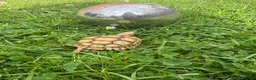 Tortoise reptiles for sale: Sulcata Tortoise 1.5yrs old in Rochdale - Advert 6