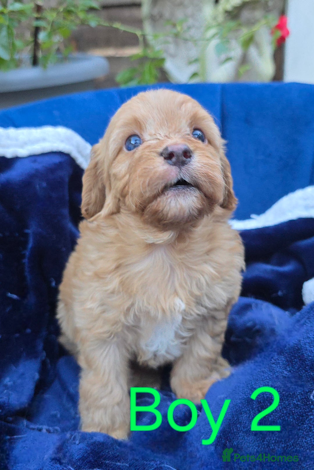 Cavapoo dogs for sale: Health Tested Quality F1 Cavapoo Puppies.  - Advert 2