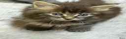 Maine Coon cats for sale: Mainecoon x  - Advert 19