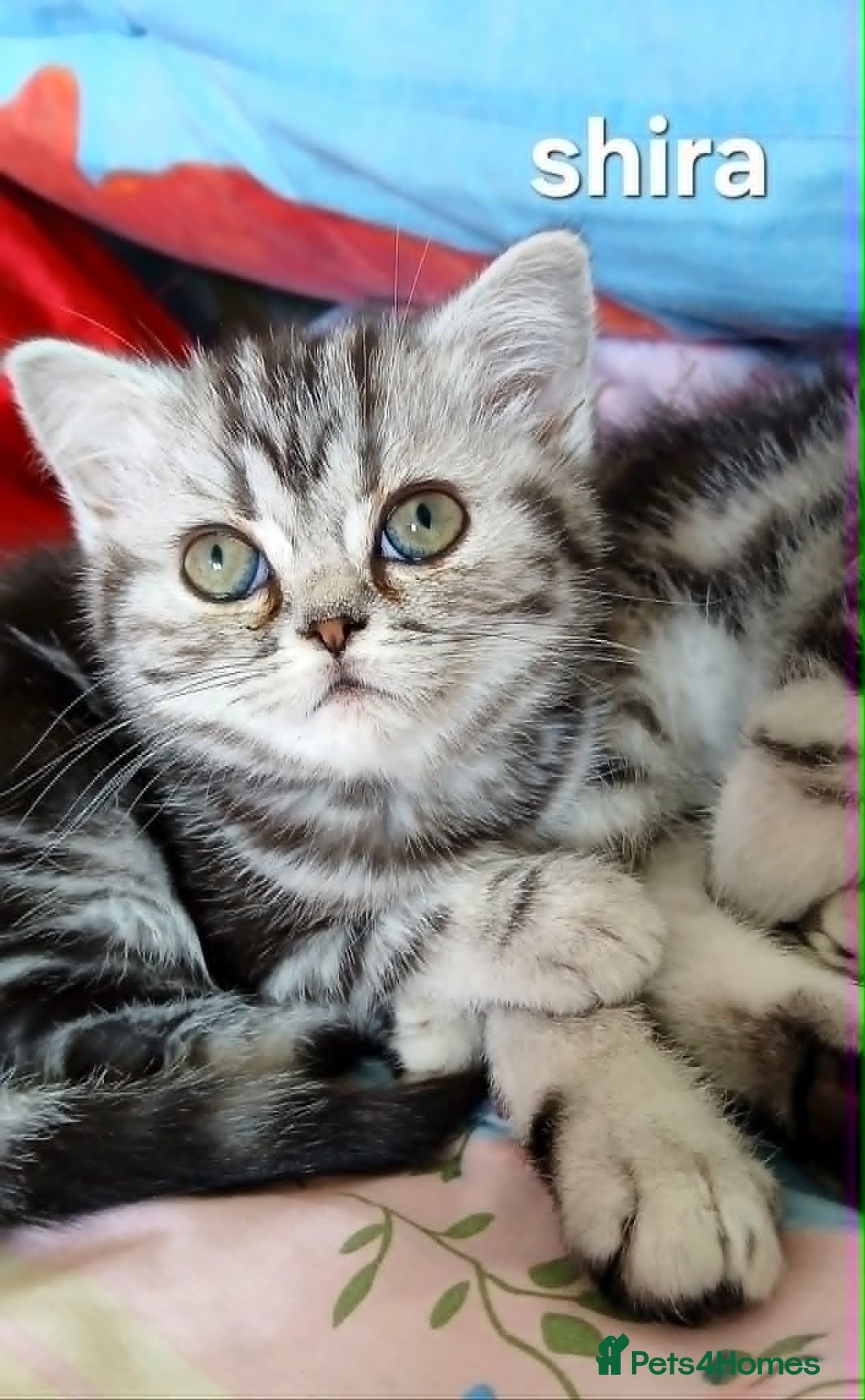British Shorthair cats for sale: Bsh. Silver Classic Tabby . - Advert 17