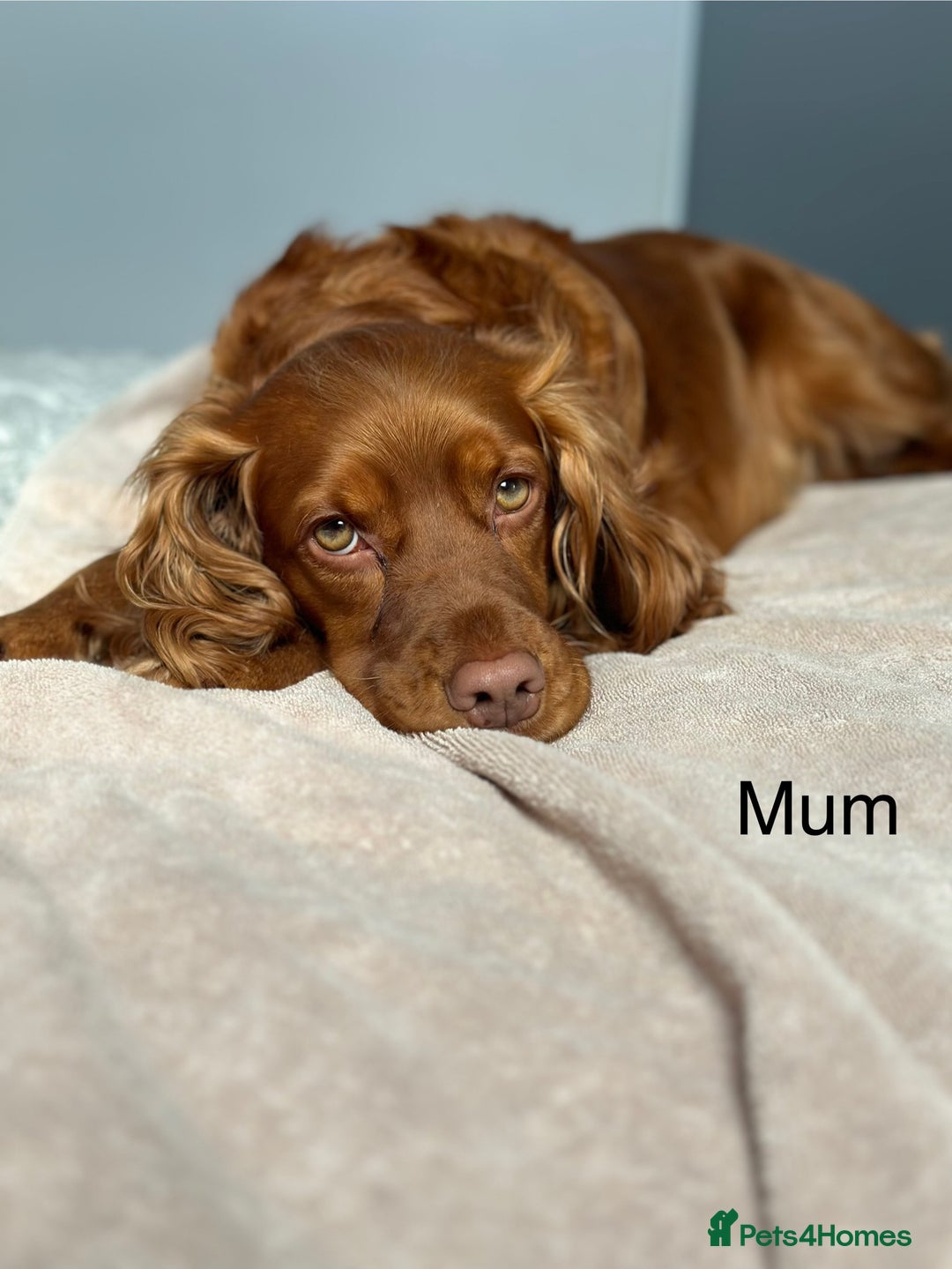 Cocker Spaniel dogs for sale: Cocker Spaniels  - Advert 4