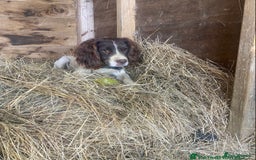 Sprocker dogs for sale: Last 2 girls available chocolate Sprockers - Image 21