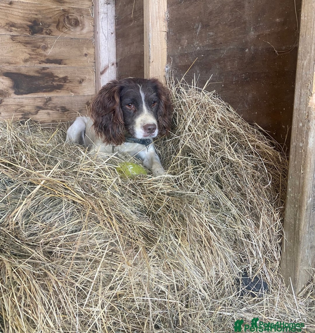 Sprocker dogs for sale: Last 2 girls available chocolate Sprockers - Image 21
