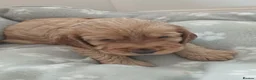 Cocker Spaniel dogs for sale: Show type cocker spaniel puppies  - Advert 7