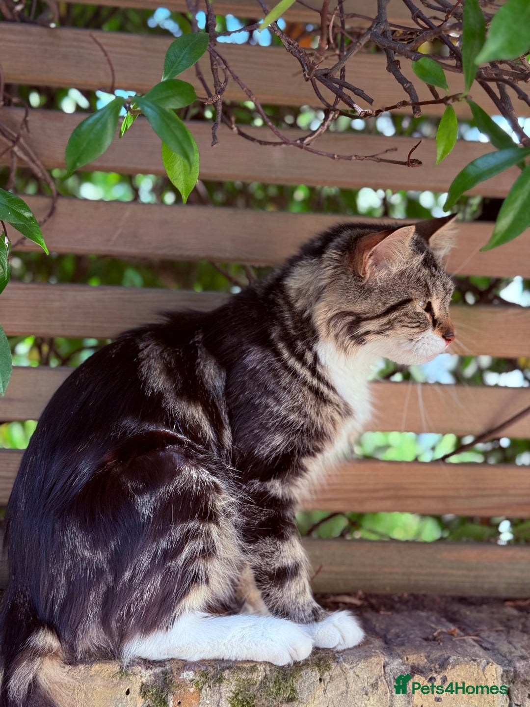 Mixed Breed cats for sale: healthy mixed kittens  - Image 12